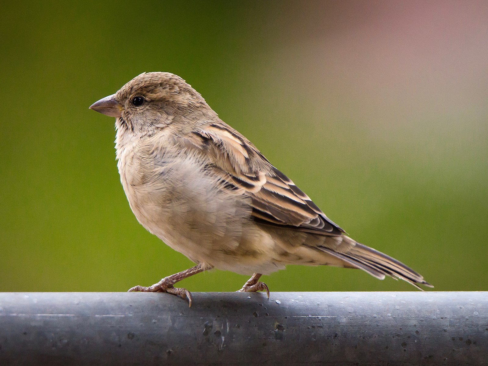 Female house sparrow spotted at Kodai