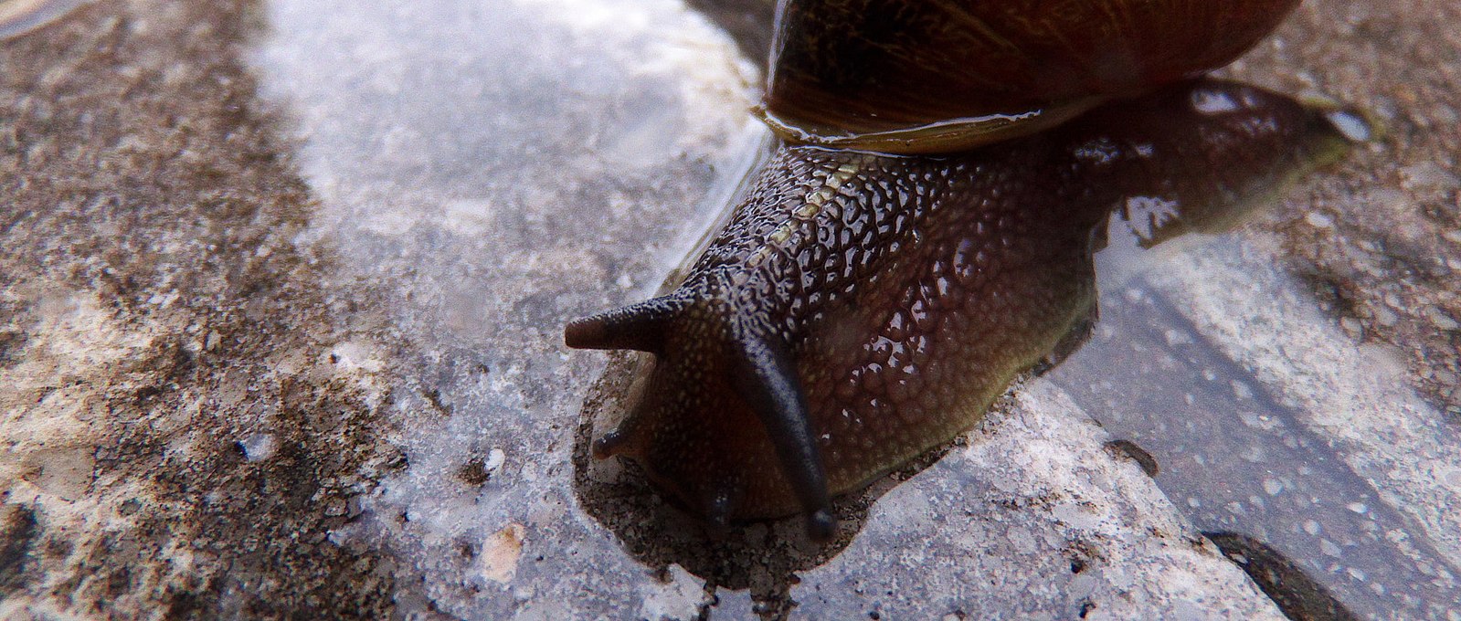Big Snail